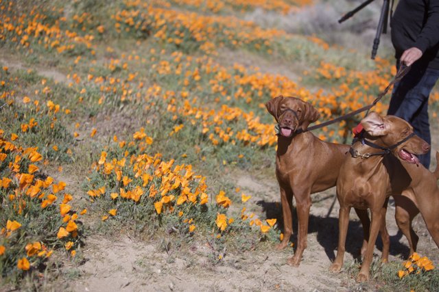 In the Poppy Field with Canine Companions