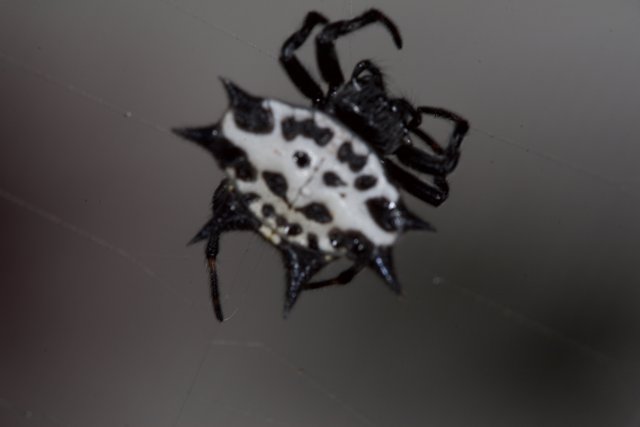 White-Spotted Garden Spider