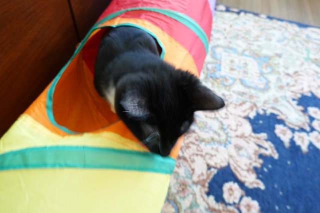 Colors and Cuddles in the Cat Tunnel