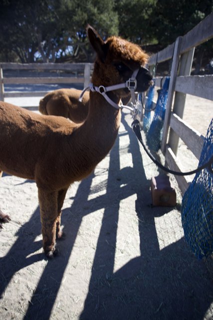 Curious Companions at Carmel Valley Ranch