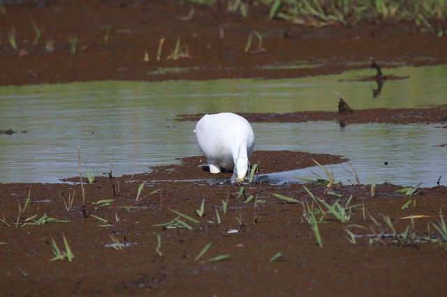 Great Egret Foraging in Flooded Agricultural Field