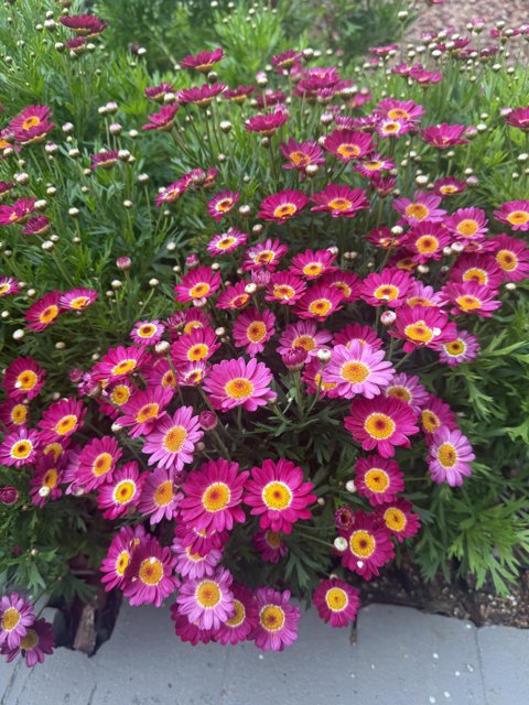 Springtime Symphony
