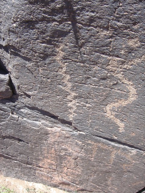 A Creature on a Slate Rock