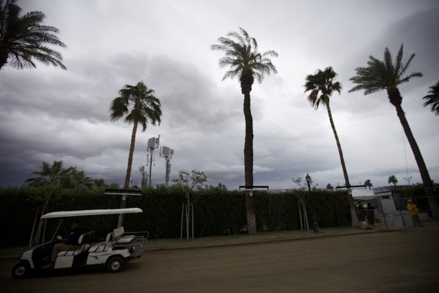 Palm Trees and Golf Carts