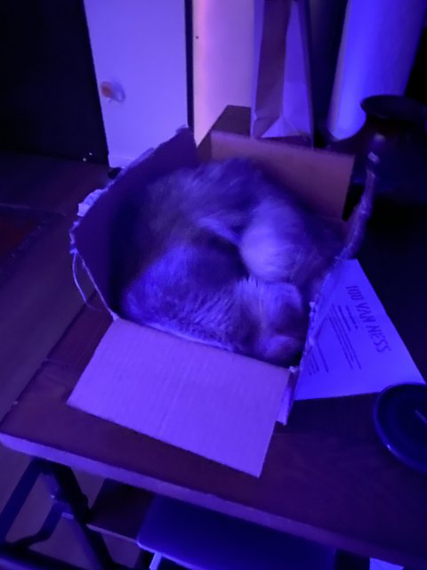 Boxed In Snooze