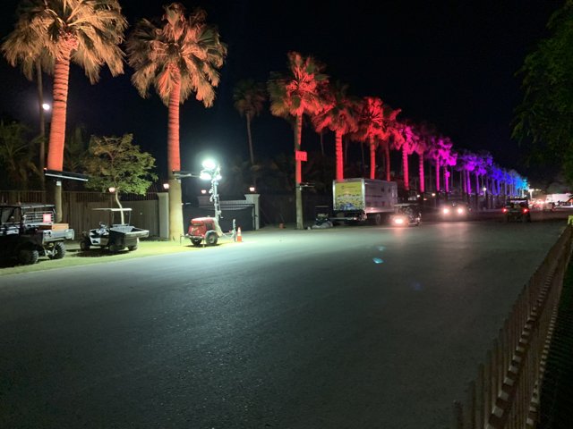 Illuminated Palm Trees Light Up the Night in Indio