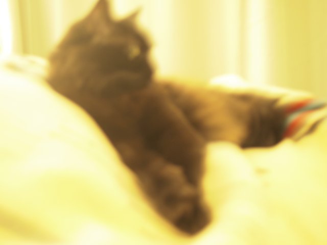 Dreaming Cat on Bed