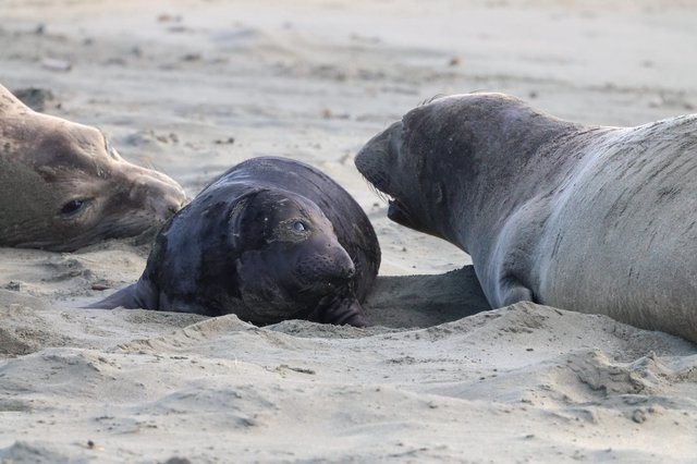 Elephant Seal Social Interaction at Drakes Beach
