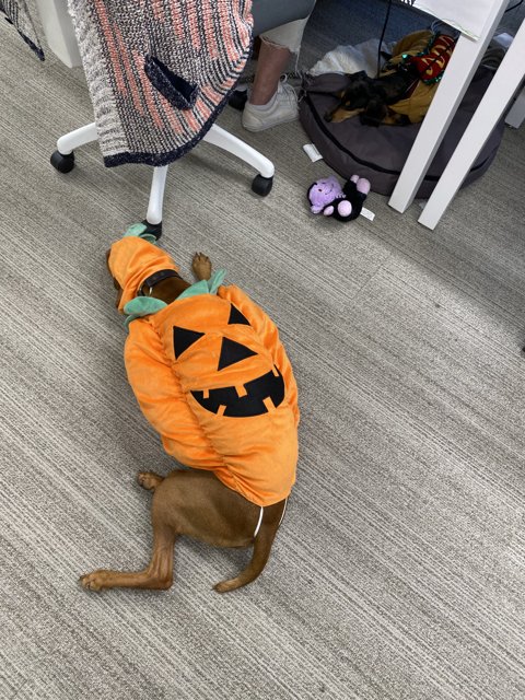 Halloween Dog Costume Fun