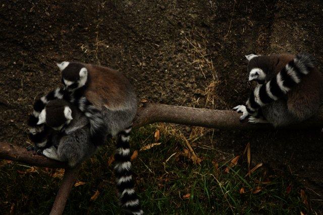 Capturing Wildlife Moments: The Lemurs of Oakland