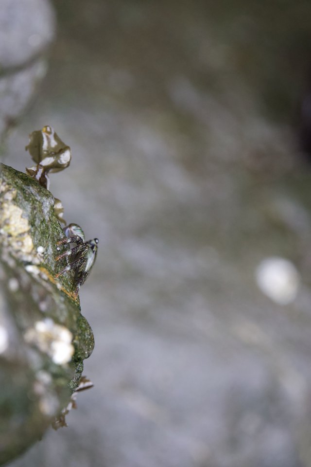Tiny Crab Peeks From Algae-Covered Tidal Rock