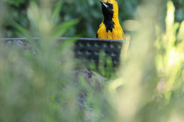 Hooded Oriole Perched Among Garden Foliage