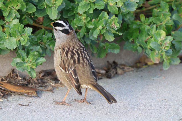 White-crowned Sparrow Foraging Near Coastal Vegetation