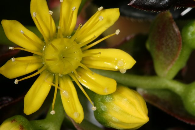 Vibrant Yellow Flower in Full Bloom