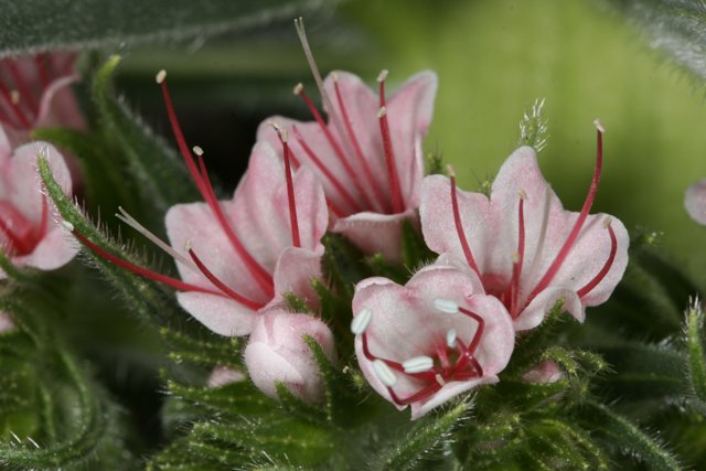 Pink Geranium in Bloom