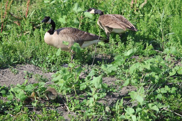 Canada Geese Family Foraging in Wetland Vegetation