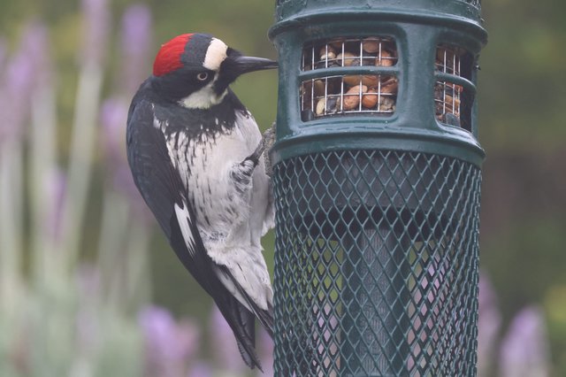 Acorn Woodpecker Feeding at Backyard Bird Feeder
