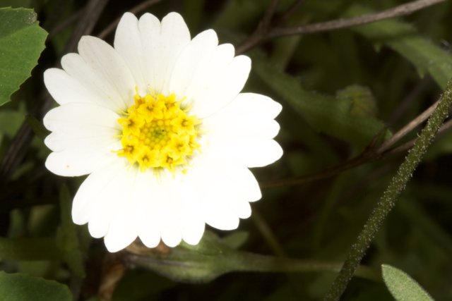 A White Daisy in the Midst of Green Foliage