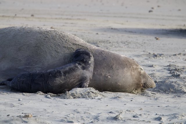 Elephant Seal Resting on Sandy Beach at Drakes Beach