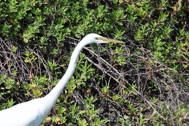 Great Egret Hunting in Wetland Vegetation