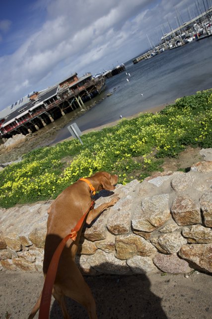 Canine Curiosity by the Coastal Waters