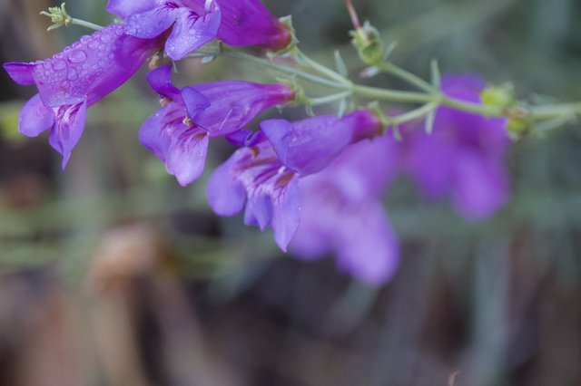 Purple Penstemon Blooms After Desert Rain