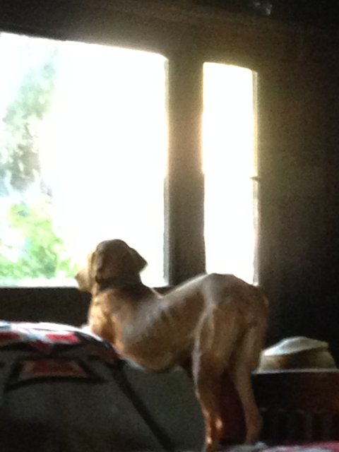 Puppy gazing at the world outside