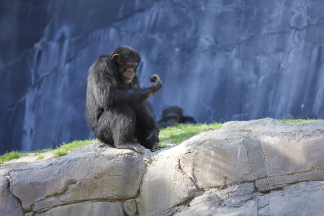 Contemplative Chimp