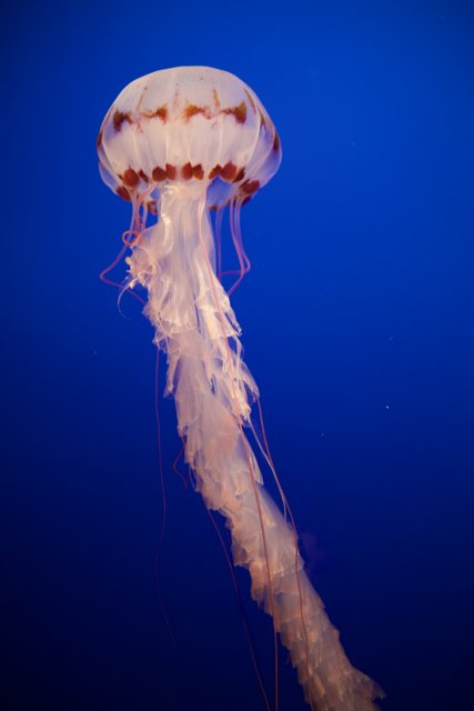 A Journey Under the Sea: Graceful Jellyfish
