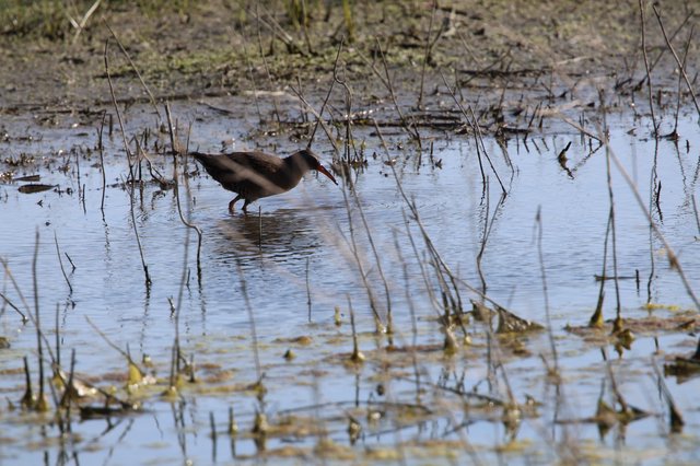 Common Gallinule Foraging in Shallow Wetland Waters