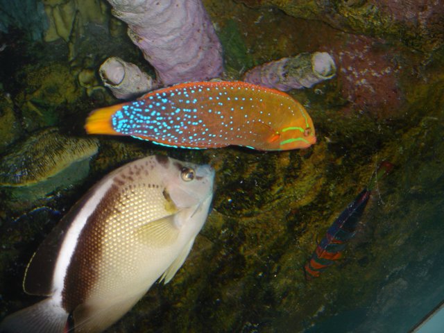 Colorful Fish in Coral Reef Habitat