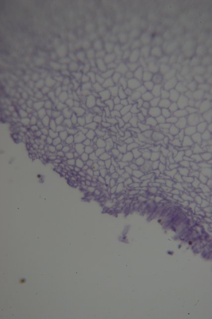 A Close-Up of a Mysterious Purple Stain on White Surface