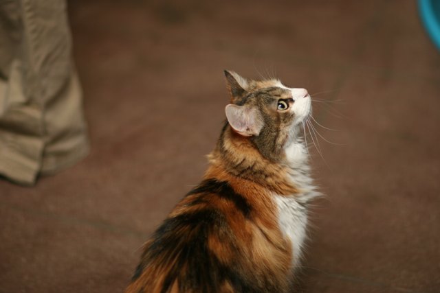 Inquisitive Calico Cat