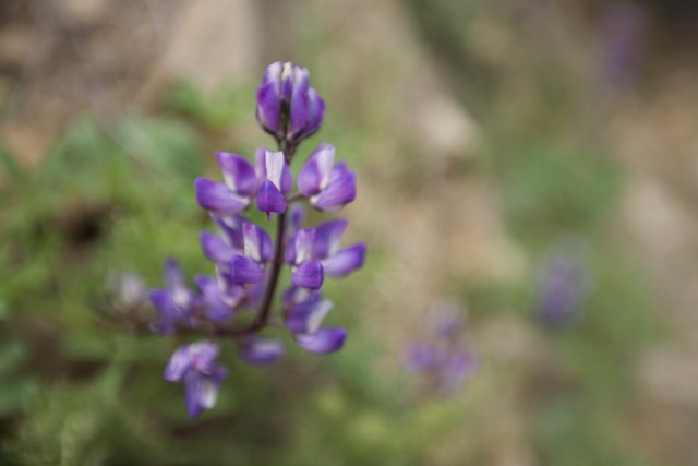 Purple Lupine Wildflowers
