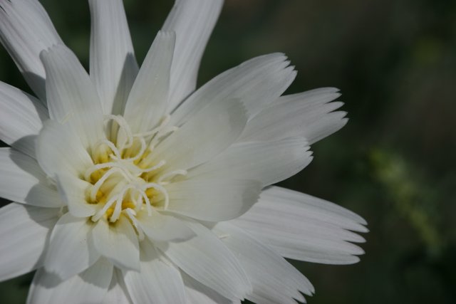 White Daisy with Yellow Centers