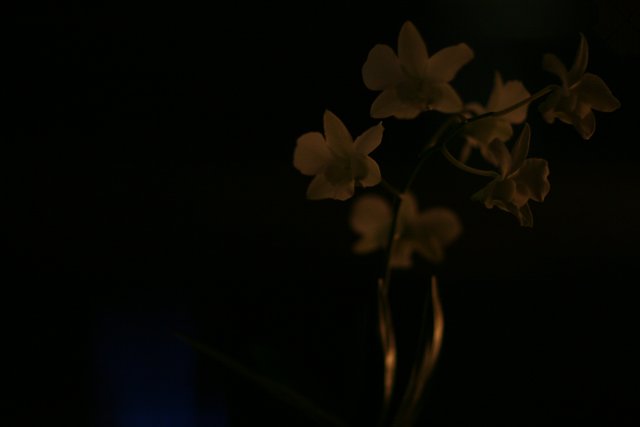 Orchid in the Night