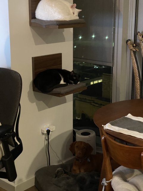 Feline Roommates perched on Living Room Shelf