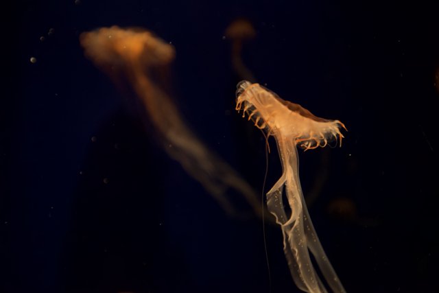 Majestic Jellyfish in their Underwater Kingdom