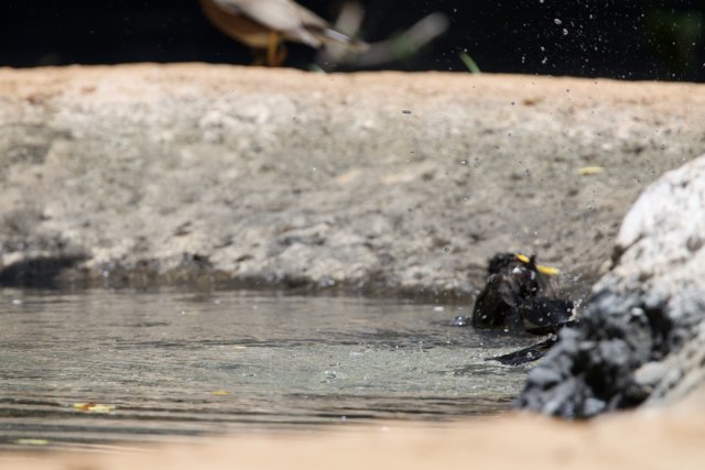 Splashing Serenade at Honolulu Zoo