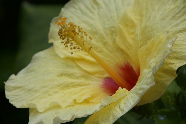 Sunlit Splendor: Hibiscus Rosa-Sinensis