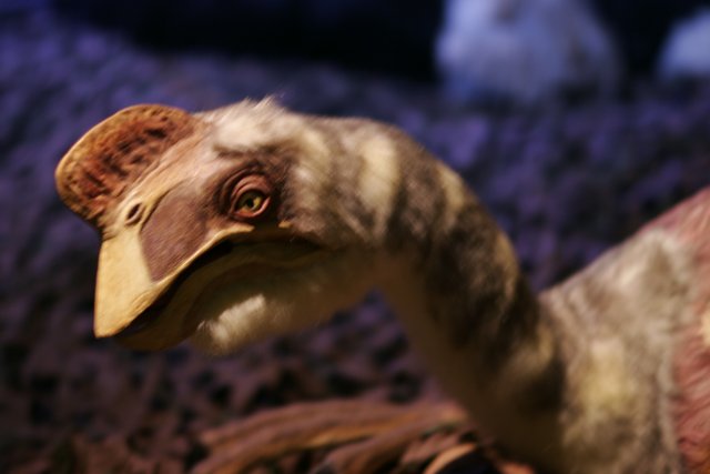 Stuffed Vulture with a Long Neck
