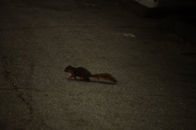 Urban Stroll: Squirrel on the Move