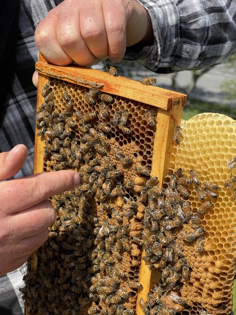 Beekeeper with Frame of Honeybees in Carmel, California