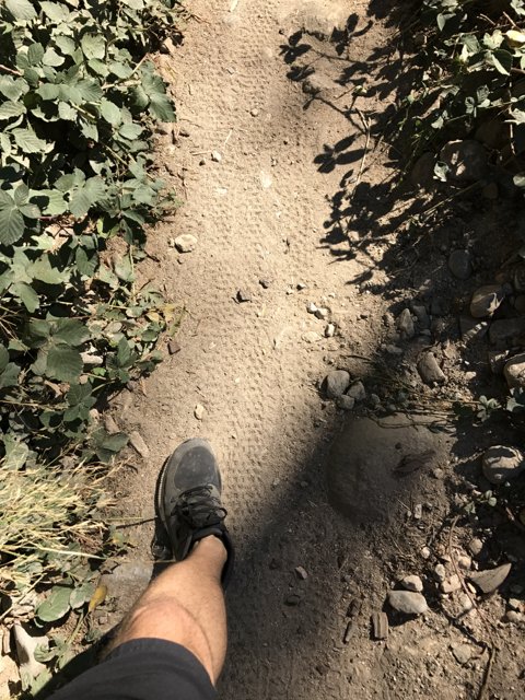 Trekking Through the Angeles National Forest