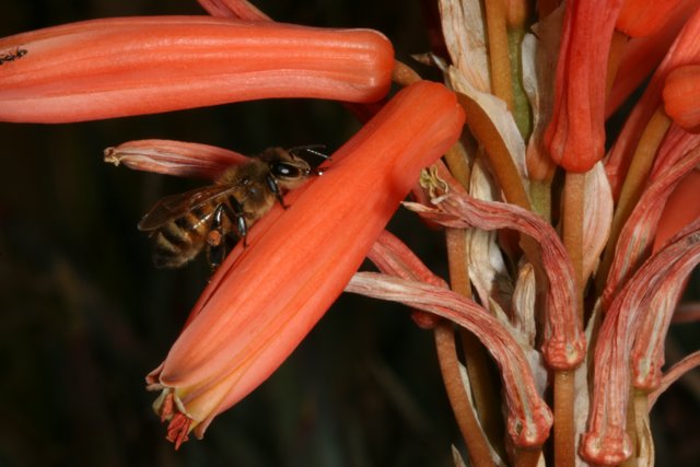 Busy Bee on Rhubarb Flower