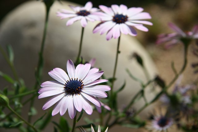 Purple Daisy Anemone