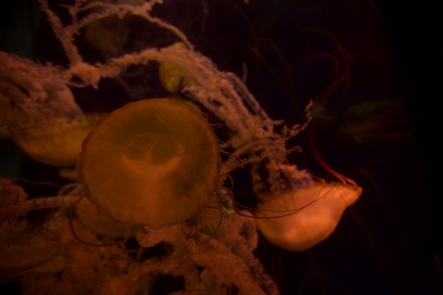 Magnificent Jellyfish in the Underwater World