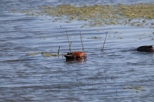 Horseshoe Crab in Shallow Tidal Waters