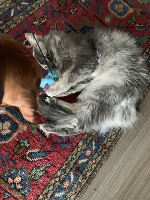 Playtime with Furry Friends