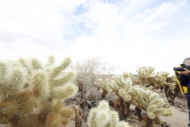 Photographing Joshua Tree's Cacti